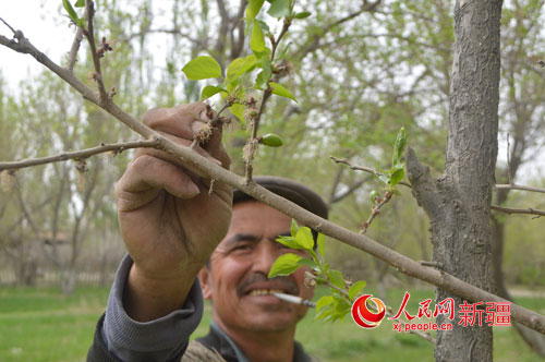 托乎提·可热木看着杏树上长出的小杏子，露出喜悦的笑容。