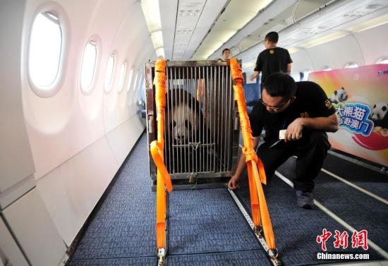 中央政府赠送大熊猫抵达澳门获高规格礼遇|客