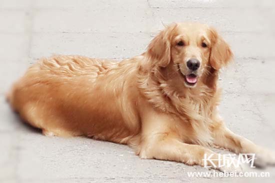 石家庄市区收缴违规犬只 各方网友表达不同观