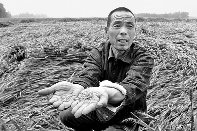 雷暴天气致河南140万亩农作物受灾 7万亩小麦