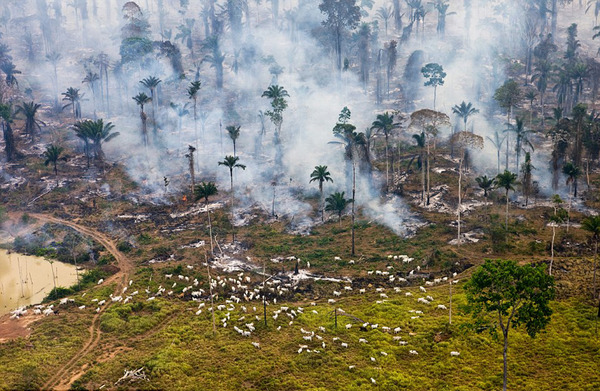 全球生态灾难图 揭露人类对地球破坏|地球|垃圾