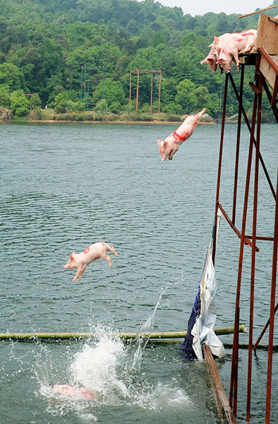 猪仔从台上跳到湖里，游向终点。（图片来源：EuroPics）