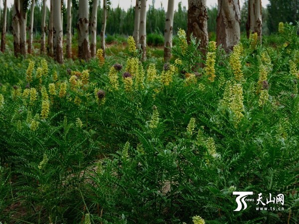 苦菊怎么种植方法_苦豆子的功效_苦豆子种植方法
