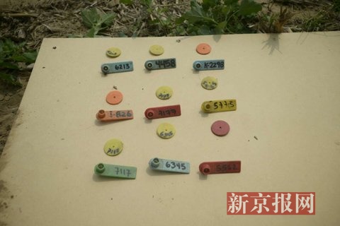 被处安乐死后，羊驼的身份牌被摘下，码放在一起。