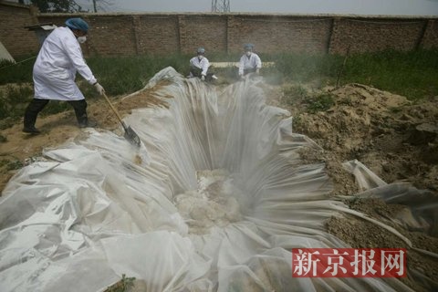 死后的羊驼被集中放置在一起，消毒后掩埋。