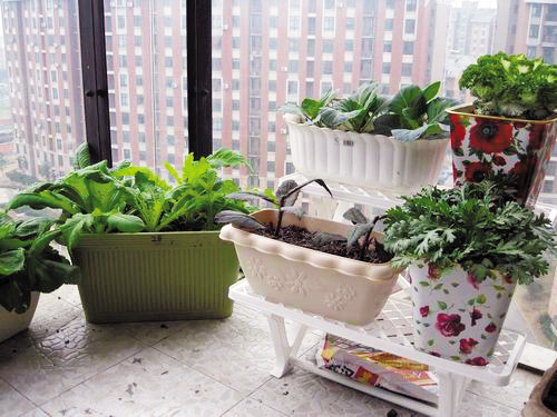 第四届蔬菜盆栽科普沙龙下周举办|农科院|农