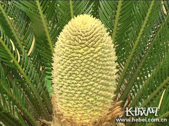 深泽:铁树开花 花型类似菠萝引群众围观|铁树|花