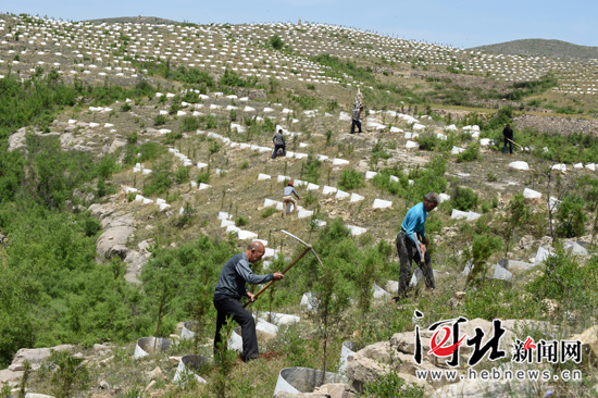 县发明郝式造林法破解浅山丘陵区绿化断带难