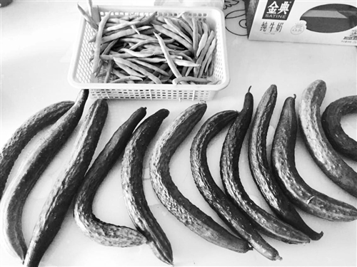 家里种的菜瓜多是弯曲的