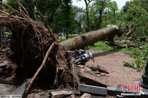 越南遭遇强风天气 粗壮大树被连根拔起压翻摩