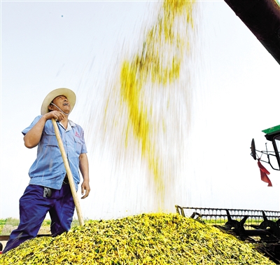 新疆生产建设兵团第一师塔河种业职工在收获