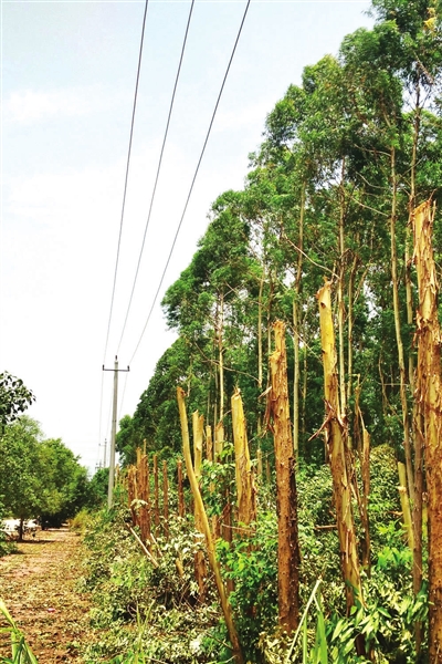 百余棵桉树 碰高压线被砍|园林绿化|高压线