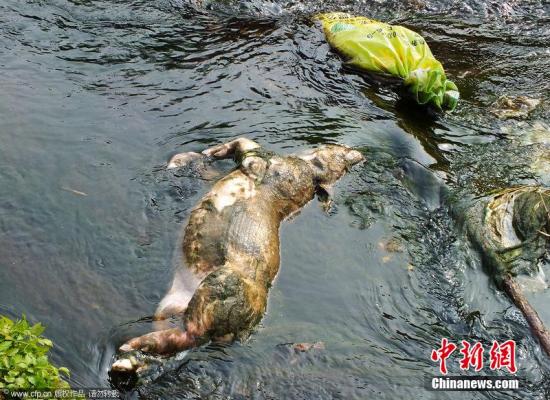 江西病死猪被猪贩子长期收购事件 16人遭立案