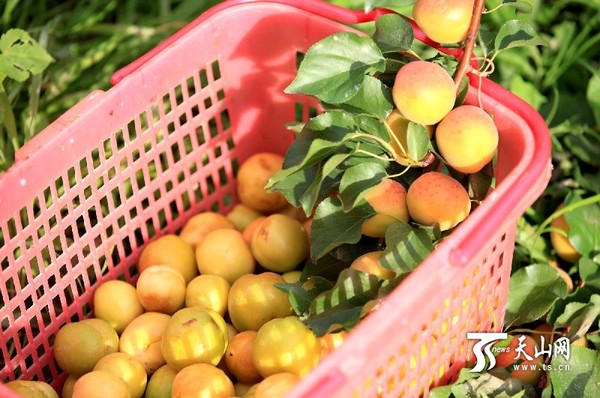 六月到新疆哈密吃杏子|杏子|哈密人