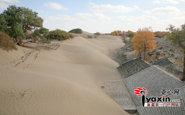 塔河下游河道几乎完全被风沙掩埋。(于2011年10月26日摄于塔河下游5号闸)塔管局提供