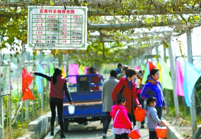 游客在后黄村采摘观光园采摘.