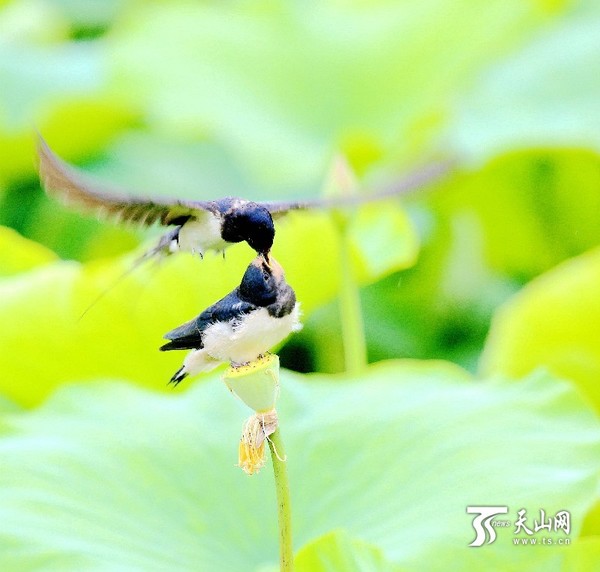 新疆伊犁河湿地雏燕落荷 萌态百出|家燕|摄影_