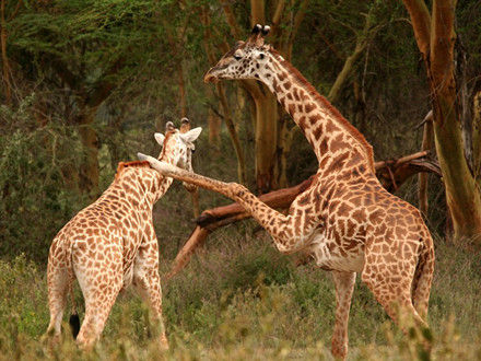食草动物不好惹:南非长颈鹿练就浑身肌肉|长