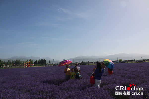 一周的薰衣草节期间，游客们在紫色的花海中尽情拍照。摄影 王梦真