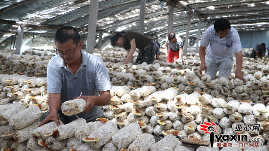 7月16日，巴州科技局住村工作组成员正在博湖县本布图镇新布呼村的“干旱地区抗逆性灵芝栽培技术的研发和推广项目”示范基地进行管理防护。