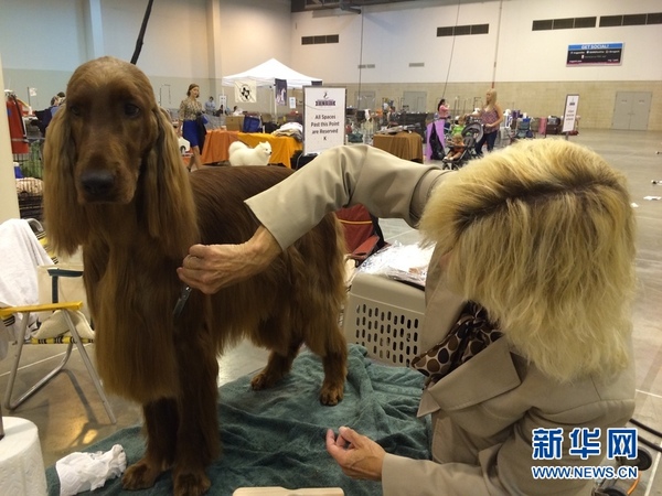 一位女士正在为爱犬乔装打扮。（新华网记者　张永兴　摄）