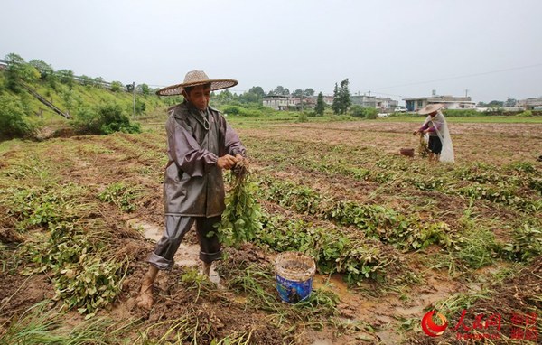 24日，连城文亨农民抢收受灾作物。黄水林摄