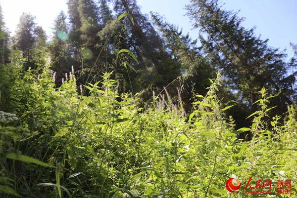 茂密的植被