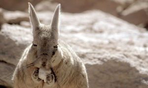 吃东西也别想影响我睡觉。