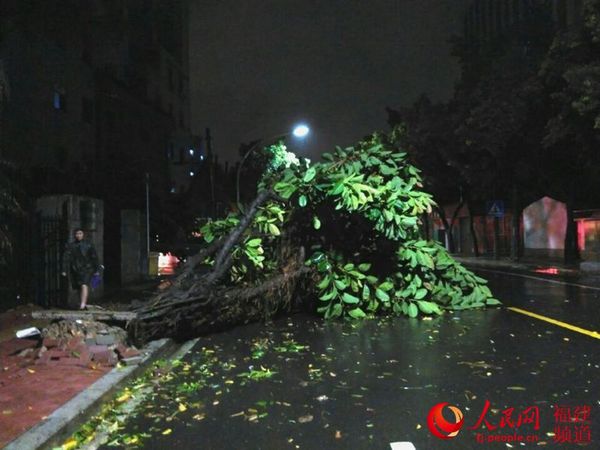 冶山路上一课大叔被吹倒 吴隆重摄