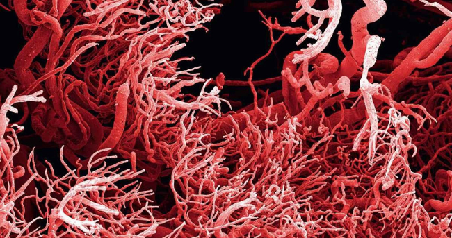 来自显微镜与核磁共振的生命美图