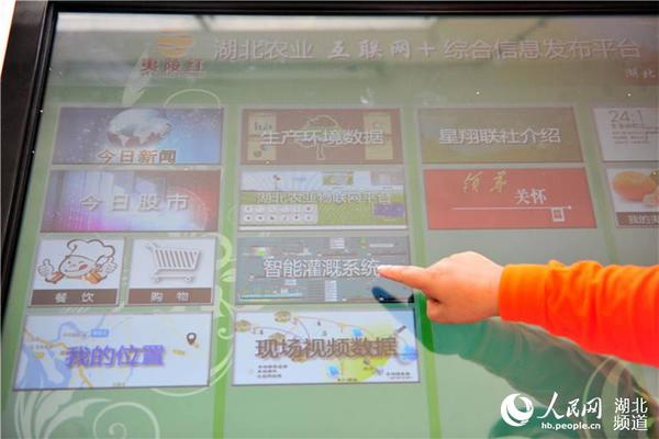 湖北省宜昌市夷陵区星翔农产品专业合作社联合社技术人员在农业物联网系统信息发布平台操作监控设施。