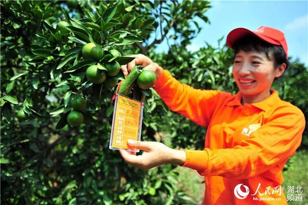 湖北夷陵:橘树认领做示范 橘园管理信息化|农业