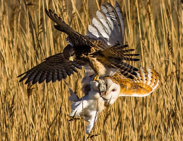 一只仓鸮和茶隼在诺森伯兰郡上演争食大战。（网页截图）
