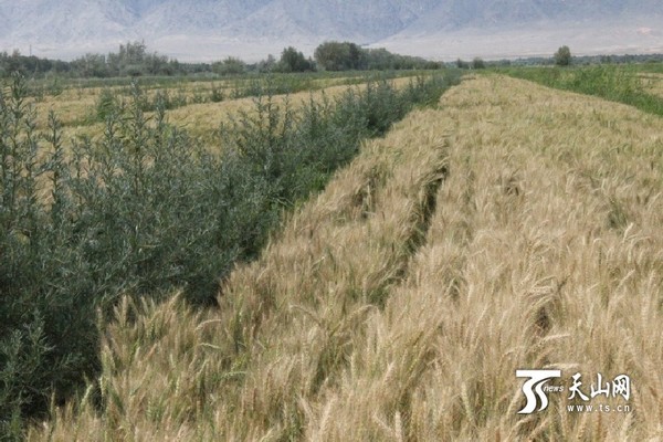 沙棘套种小麦