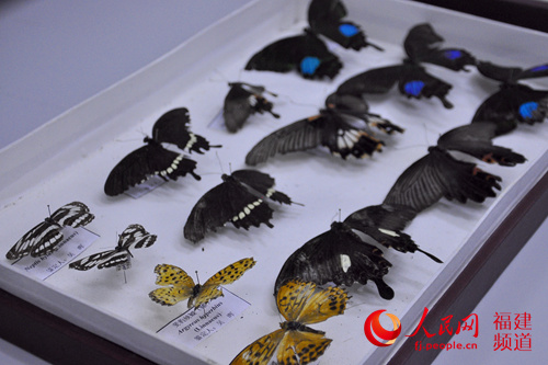 国有林场生物多样性特点突出。图为漳平五一国有林场展示的生物标本。吴隆重 摄