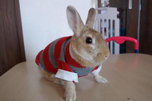 还是文静兔子最绅士吧