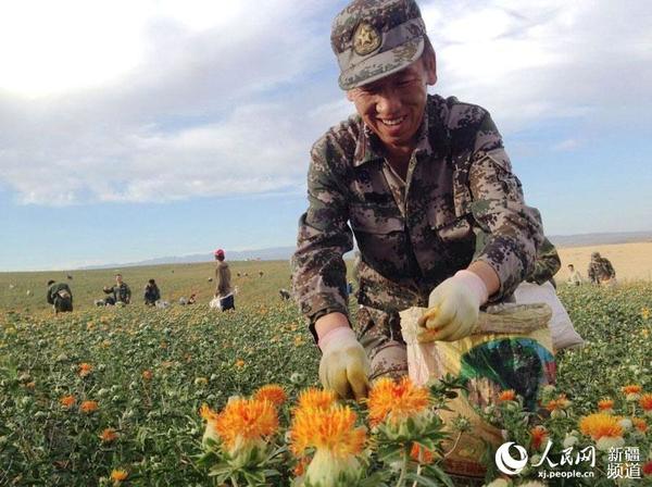 红花地里采摘忙。