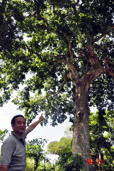 福基园村村民陈维颖向记者介绍箭毒木。树干上有十多道深深的刀痕
