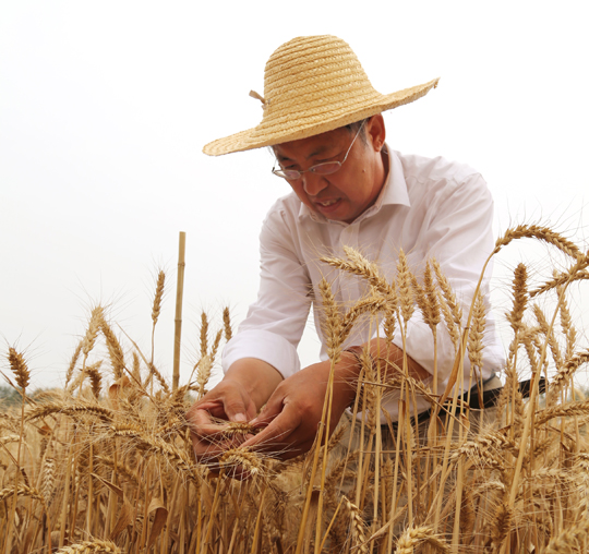 我为劳动者点赞之茹振钢:麦田里的守望者|农