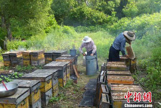 華安前嶺蜂農在黑龍江采椴樹蜜。　黃阿彬　攝