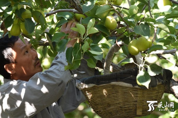 2015年9月6上午，一位采摘香梨工在新疆库尔勒市阿瓦提乡巴西阿瓦提村一组果农阿布都·扎衣尔香梨园里采摘香梨。