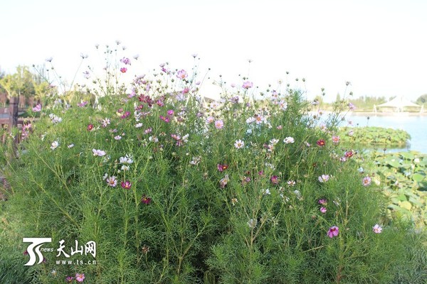 零星的点缀着旺盛的绿色，小花们婀娜绽放