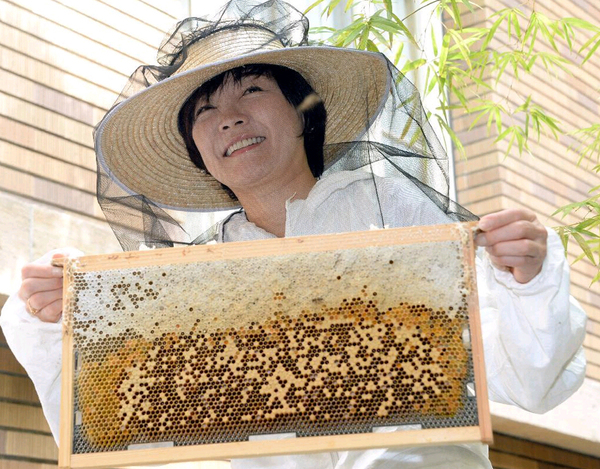 日本首相安倍晋三夫人安倍昭惠14日在首相公邸采集蜂蜜（网页截图）