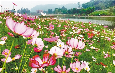 格桑花海。 重庆晨报记者 鞠芝勤 许恢毅 摄