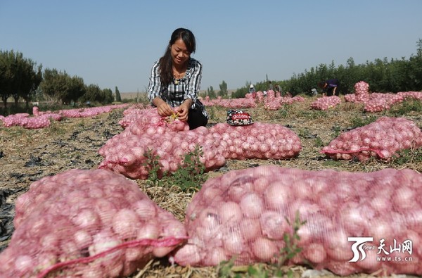 焉耆县七个星镇乎尔东村农民在收获洋葱