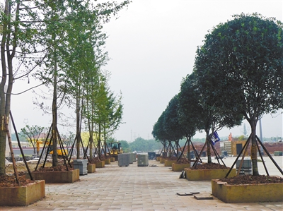 高铁广场两排栽种的高达树木。