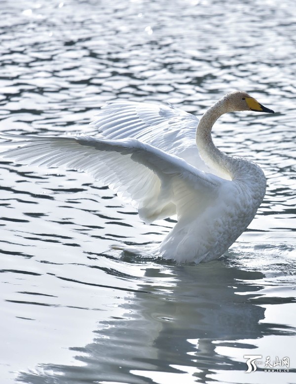 9月30日上午，几只天鹅在新疆库尔勒市孔雀河觅食。