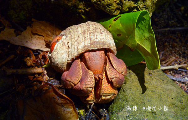 遇30年最强台风过后的新塞班 【猫眼看人】-凯