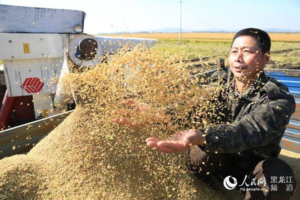 金豆子飞起来，老百姓的生活富裕起来。崔伦震 摄