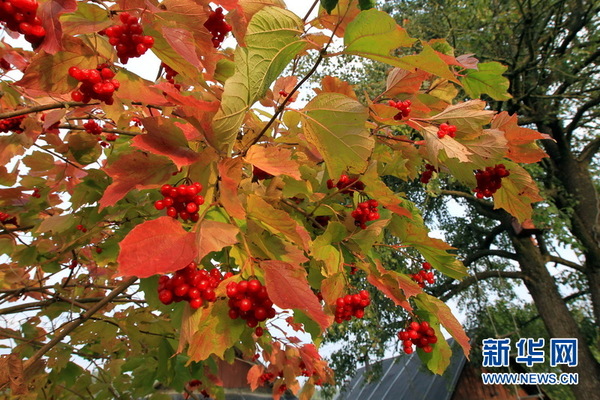 郊野人家的院子边,一株结满红色果子的大树让人赏心悦目。新华社记者陈俊锋摄